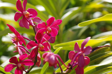 Jardin des Orchidées, Le Jardin botanique de Perdana, Tun Abdul Razak Heritage Park, Kuala Lumpur, Malaisie 