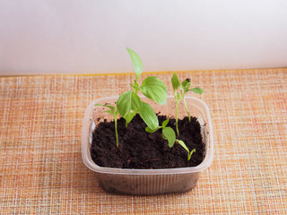 Pepper seedlings grow in a transparent plastic container.