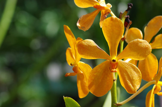 Jardin des Orchid&eacute;es, Le Jardin botanique de Perdana, Tun Abdul Razak Heritage Park, Kuala Lumpur, Malaisie 