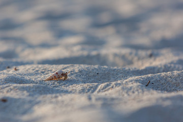 Hidden in a shell