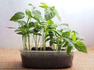 Pepper seedlings grow in a transparent plastic container.