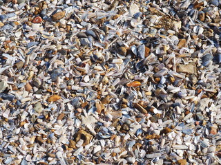Seashells on the beach  in Hunstanton Beach.