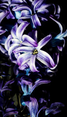 Artistic beautiful springtime macro closeup inflorescence of blooming Hyacinth known as Hyacinthus orientalis flower.
