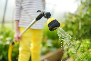 Close-up of child's hands watering vegetables in a greenhouse on sunny summer day. Gardening activity for kids.