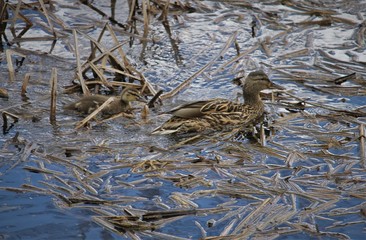 Female and chickens of the mallard (Anas platyrhynchos) is a dabbling duck that breeds throughout the temperate and subtropical Americas, Eurosiberia, and North Africa.