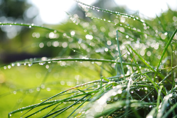 Chives growing in the garden with water drops after rain at sunny summer day.