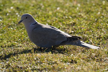 a collared dove in green grass in the garden on a sunny day in spring