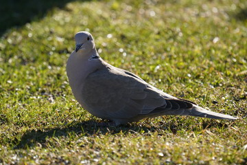 a collared dove in green grass in the garden on a sunny day in spring