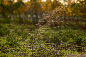 Nice view of autumn nature. The fluff caught on the bare branches  stretched out in one direction, trembling in the wind. Indian summer