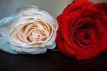 two red and white rose buds up close. Isolated on a black background. Copy space.