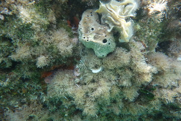  Underwater photos from Albania © moniadk