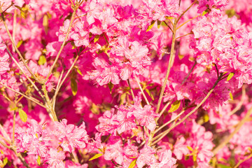 Fototapeta na wymiar Full frame shot of blooming ice plant flowers.