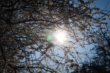 Sun shining through tree