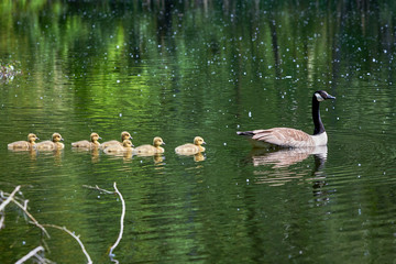 Canada Goose with Chicks ( Branta Canadensis ) in Lake, Teverener Heide Natural Park, Germany