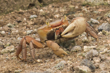 Crabe