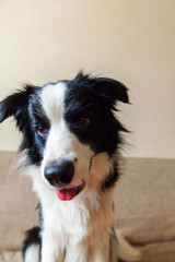 Funny portrait of cute smilling puppy dog border collie on couch. New lovely member of family little dog at home gazing and waiting for reward. Pet care and animals concept.