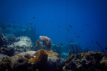 Plong&eacute;e sous-marine