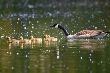 Canada Goose with Chicks ( Branta Canadensis ) in Lake, Teverener Heide Natural Park, Germany