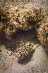 Poisson