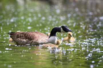 Canada Goose with Chicks ( Branta Canadensis ) in Lake, Teverener Heide Natural Park, Germany