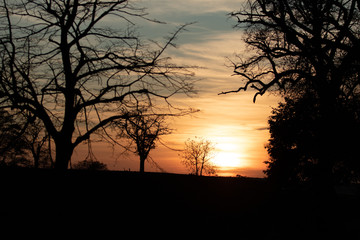 The sun between the branches of a tree . black silhouette of a tree on a sunset background.