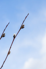 Branches with young willow inflorescences in spring morning on a background of blue sky close-up.spring flowering branches of willow. Fluffy willow buds on the branches in the spring sunny day