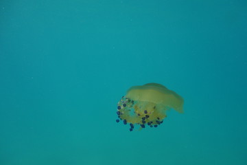  Underwater photos from Albania © moniadk