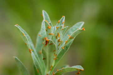 Entwicklungsstufen von Schmetterlingen. Schmetterlinge entwickeln sich aus Eiern welche an Gräsern...