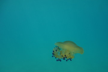  Underwater photos from Albania © moniadk