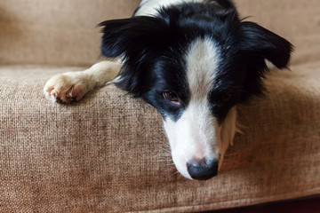 Funny portrait of cute smilling puppy dog border collie on couch. New lovely member of family little dog at home gazing and waiting for reward. Pet care and animals concept.