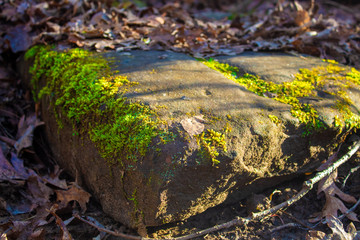 Mossy Stone