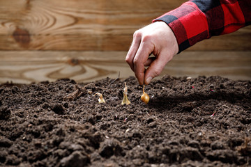 Farmer's hand planting seeds in soil. Technical gardening, agriculture concept.