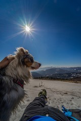 Australian Shepherd