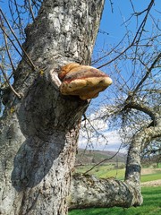 Ein Baumpilz an einem alten Obstbaum