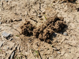 Erde vom Regenwurm aufgelockert