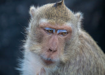 thoughtfull monkey