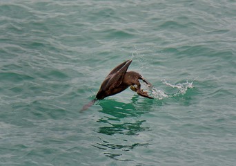 Fototapeta premium Beautiful cormorant who is swimming into the sea