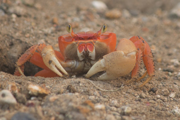 Crabe