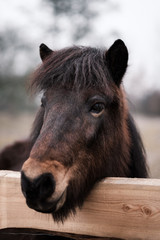 Pferd