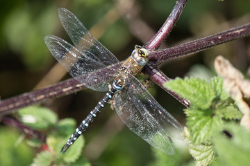 Close shot of a Dragonfly resting on a twig