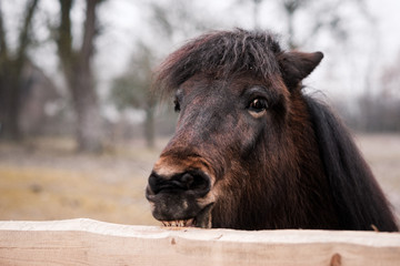 Pferd
