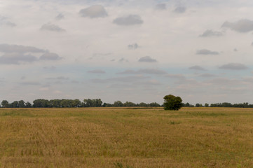 Meadow in the early autumn. Dry plants around. Green trees far away. Morning