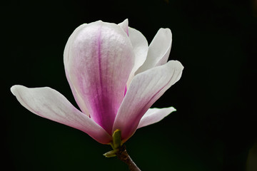 Fototapeta na wymiar Tulpen-Magnolie