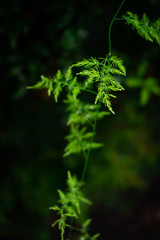 Planta verde