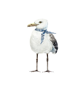 white bird seagull with a scarf in a marine style, watercolor illustration