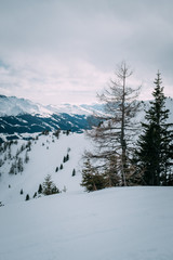 Baum im Gebirge