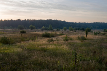 Meadow in the early autumn. Dry plants around. Green trees far away. Morning