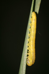 Entwicklungsstufen von Schmetterlingen. Schmetterlinge entwickeln sich aus Eiern welche an Gräsern abgelegt werden