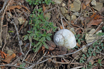 Schneckenhaus im Garten