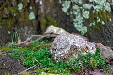 Treetrunk Rock